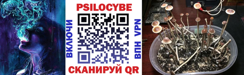 Галлюциногенные грибы Cubensis закладка Куровское